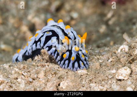 Varicose Wart Slug (Phyllidia varicosa) vista laterale della fossa marina con corpo bianco e marcature nere con rinofori gialli sott'acqua a Nosy Be, ma Foto Stock