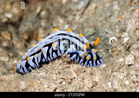 Varicose Wart Slug (Phyllidia varicosa) vista laterale della fossa marina con corpo bianco e marcature nere con rinofori gialli sott'acqua a Nosy Be, ma Foto Stock