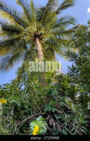 Vista dal basso delle fronde di palma inferiori della corona di palma palma da cocco (Cocos nocifera), Mauritius Foto Stock