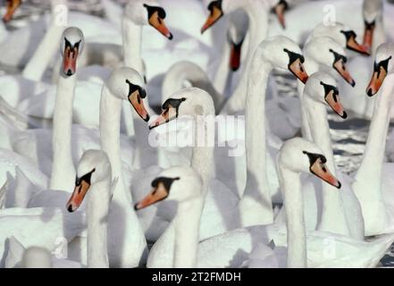 Mute Swan (Cygnus olor) gregge di uccelli che si riuniscono per approfittare di un'alimentazione supplementare in inverno. Foto Stock