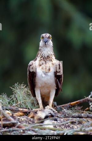 Osprey (Pandion haliaetus) femmina al nido con i pulcini cresciuti, Morayshire, Scozia, giugno 1998 Foto Stock