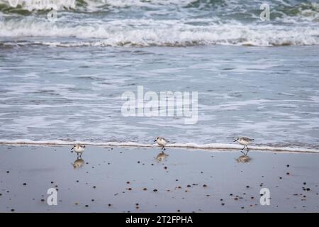 Dunlins (Calidris alpina), giovani, sulla spiaggia di Ooostkapelle a Walcheren, Zelanda, Paesi Bassi. Alpenstrandlaeufer (Calidris alpina), Jungvoegel Foto Stock