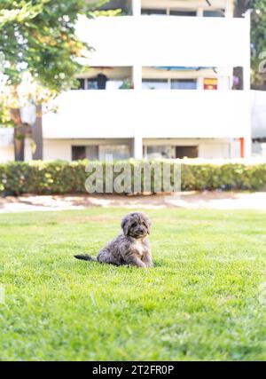 adorabile cucciolo nell'erba del parco Foto Stock