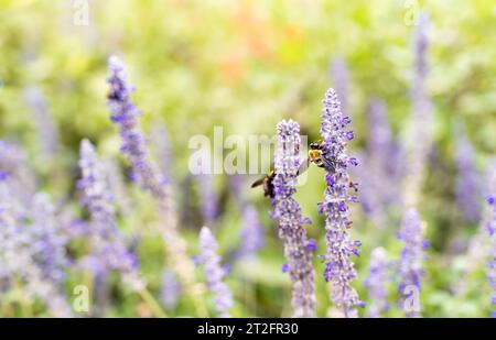 primo piano di alcune api su alcuni fiori di lavanda in tonalità vintage Foto Stock