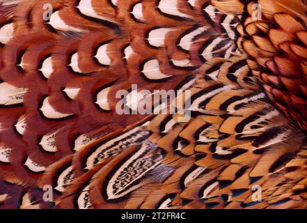 Pheasant (Phasianus colchicus) dettaglio primo piano del piumaggio di uccello maschio ucciso su strada, Berwickshire, Scozia, marzo 1997 Foto Stock