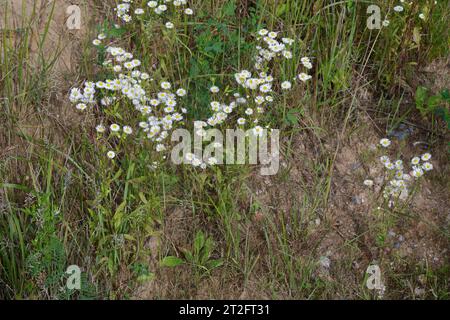 Einjähriges Berufkraut, Einjähriges Berufskraut, Weißes Berufkraut, Feinstrahl, Einjähriger Feinstrahl, Feinstrahl-Berufkraut, Erigeron annuus, annuale Foto Stock