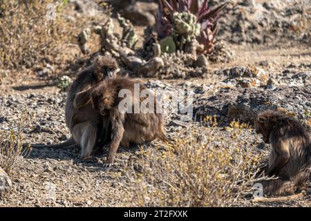 Una piccola truppa di Gelada babbuini (Theropithecus gelada) Foto Stock