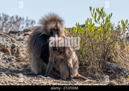 Una piccola truppa di Gelada babbuini (Theropithecus gelada) Foto Stock