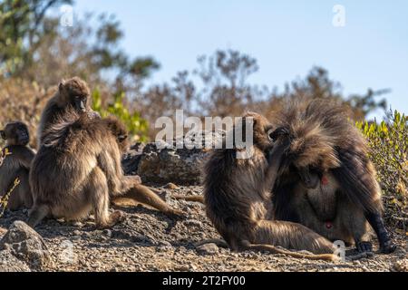 Una piccola truppa di Gelada babbuini (Theropithecus gelada) Foto Stock