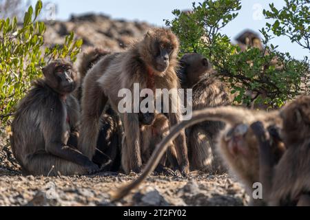 Una piccola truppa di Gelada babbuini (Theropithecus gelada) Foto Stock