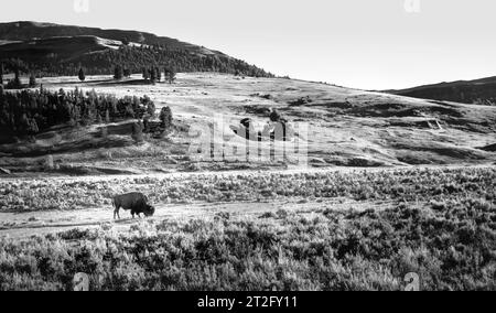 bisonti che pascolano nelle praterie Foto Stock