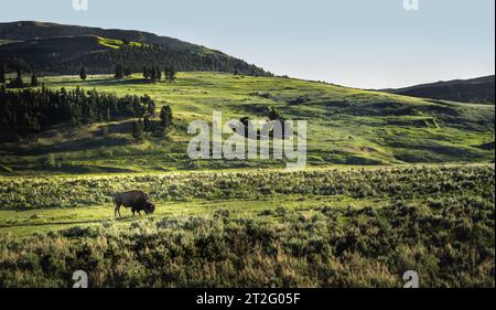 Pascolo di bisonti nelle praterie del parco nazionale di Yellowstone Foto Stock