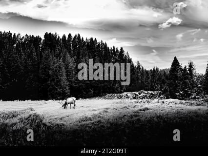 Alci che pascolano nelle praterie del parco nazionale di Yellowstone Foto Stock