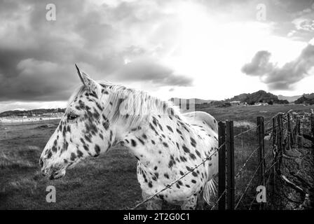 Cavallo bianco maculato che pascolava nell'erba accanto a una recinzione Foto Stock