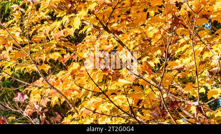 Golden Foglie di autunno Foto Stock