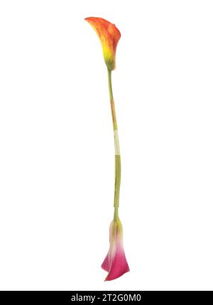 Colorato numero 1 composto da gigli di calla di giallo, rosso, rosa. arancione, verde e bianco. Elegante, simbolo della comunicazione. Foto Stock