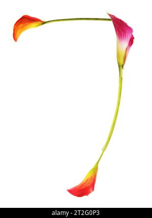 Il colorato numero 7 composto da gigli di calla di giallo, rosso, rosa. arancione, verde e bianco. Elegante, simbolo della comunicazione. Foto Stock