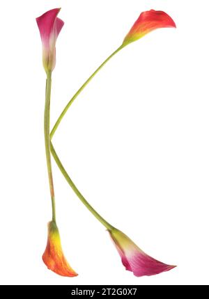 Lettera K colorata composta da gigli di calla di giallo, rosso, rosa. arancione, verde e bianco. Elegante, simbolo della comunicazione. Foto Stock