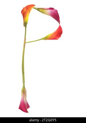 Lettera P colorata composta da gigli di calla di giallo, rosso, rosa. arancione, verde e bianco. Elegante, simbolo della comunicazione. Foto Stock