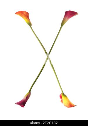 La lettera X colorata è composta da gigli di calla di giallo, rosso, rosa. arancione, verde e bianco. Elegante, simbolo della comunicazione. Foto Stock