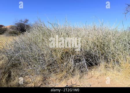 La macchia di latte di Damara (Euphorbia damarana) è un arbusto succulento velenoso endemico della Namibia. Questa foto è stata scattata a Spitzkoppe, Namibia. Foto Stock