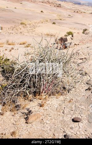 La macchia di latte di Damara (Euphorbia damarana) è un arbusto succulento velenoso endemico della Namibia. Questa foto è stata scattata a Swakopmund, Namibia. Foto Stock