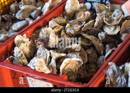 Ostriche in vendita sul mercato, in una scatola rossa. Questo pesce è un famoso prodotto locale in Bretagna, Francia. Foto Stock