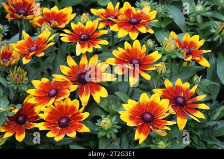Fiori di Susan (Rudbeckia hirta) dagli occhi neri bicolori. Foto Stock