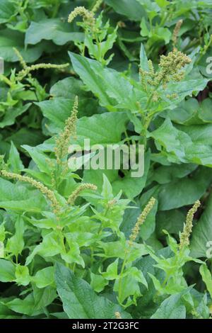 Good King Henry (Chenopodium bonus-henricus) Foto Stock