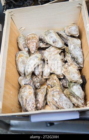 Ostriche Kerarzic in vendita sul mercato, in scatola di legno. Questo pesce è un famoso prodotto locale in Bretagna, Francia. Shot verticale. Foto Stock