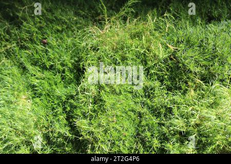 in autunno, in giardino, l'erba di perla di heath Foto Stock