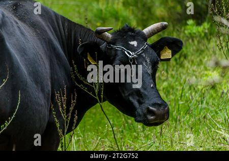 Il bellissimo Black Bull pascolava in un tranquillo paesaggio prato. Ritratto mucca maschio con una catena sulla testa. Erba verde sullo sfondo Foto Stock