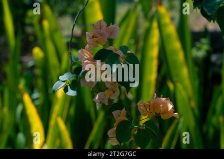 Grafton Tobago Peach Bougainvillea Foto Stock