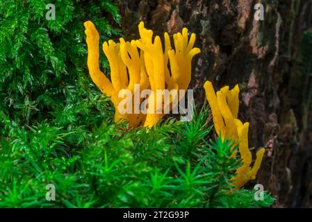 Paillettes gialle (calocera viscosa), fungo di gelatina con basidiocarpe ramificate di arancio che crescono su legno di conifere in decadenza nel bosco autunnale Foto Stock