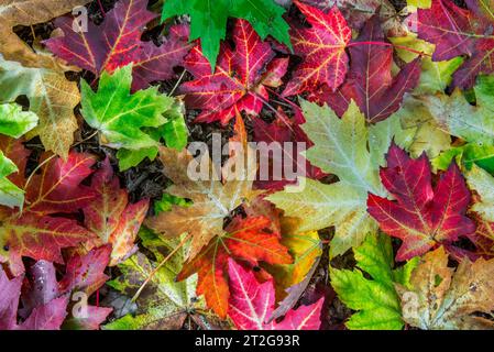 Acero d'argento/acero foglia d'argento/acero bianco (Acer saccharinum), primo piano di foglie colorate cadute sul pavimento della foresta in legno in autunno/autunno Foto Stock