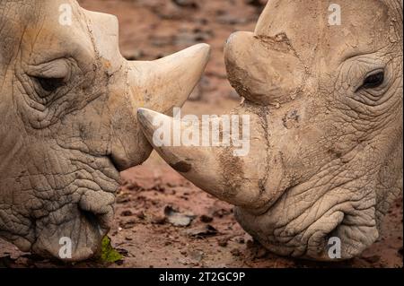 Il rinoceronte bianco, il rinoceronte bianco o il rinoceronte dalle labbra quadrate (Ceratotherium simum simum), la più grande specie di rinoceronte esistente. Foto Stock