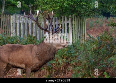 Cervo cervo a Bushy Park Hampton Hill Londra, Regno Unito, un mattiniero Foto Stock