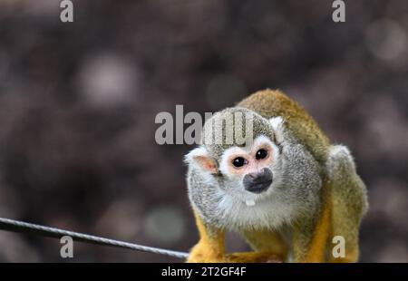 Scimmia dello scoiattolo, zoo di Edimburgo Foto Stock