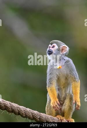 Scimmia dello scoiattolo, zoo di Edimburgo Foto Stock