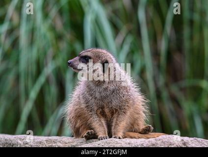 Meerkats, zoo di Edimburgo Foto Stock