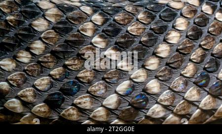 Texture di sfondo ravvicinato delle squame di serpente di sonaglino con dorso diamante occidentale Foto Stock