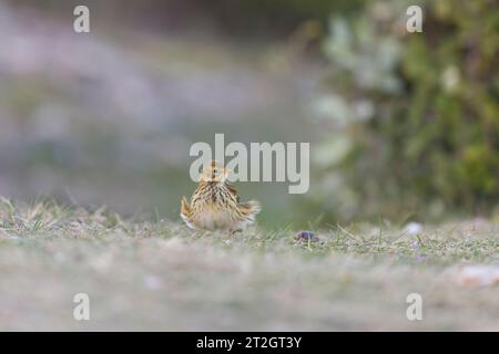 Meadow pipit Anthus pratensis, adulto in piedi a terra con piume soffiate dal vento, Suffolk, Inghilterra, ottobre Foto Stock