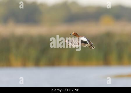 Mareca penelope, vedova eurasiatica, uomo adulto che vola, Suffolk, Inghilterra, ottobre Foto Stock