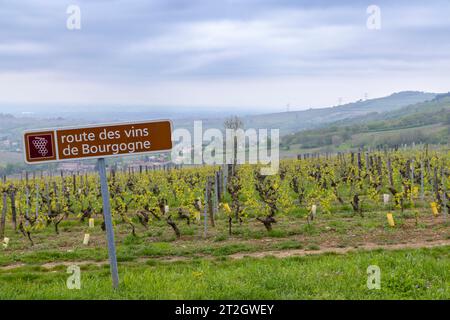 Strada del vino vicino a Saint-Veran e Macon, Borgogna, Francia Foto Stock