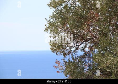 Orizzontale. Vista panoramica di Diamante. Calabria. Italia. Foto Stock