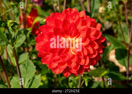 Dahlia Taratahi Ruby Foto Stock