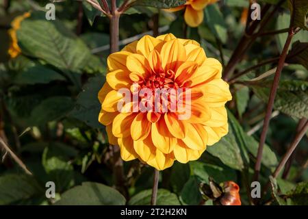 Dahlia David Howard Foto Stock