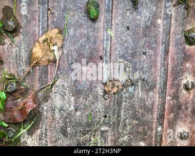 texture, sfondo naturale. carrello in metallo rosa. piante ed erbe sono nel carrello. sulla struttura sono presenti bulloni grandi, ruggine, verde, verde lungo Foto Stock