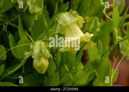 Cobaea scandens Alba, Campane bianche della Cattedrale Foto Stock