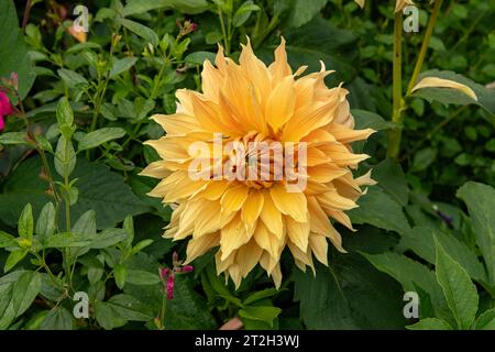 Dahlia Aggie White Foto Stock